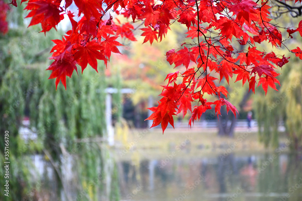 秋色。树叶自然背景。城市花园里美丽的风景，鲜艳的红叶