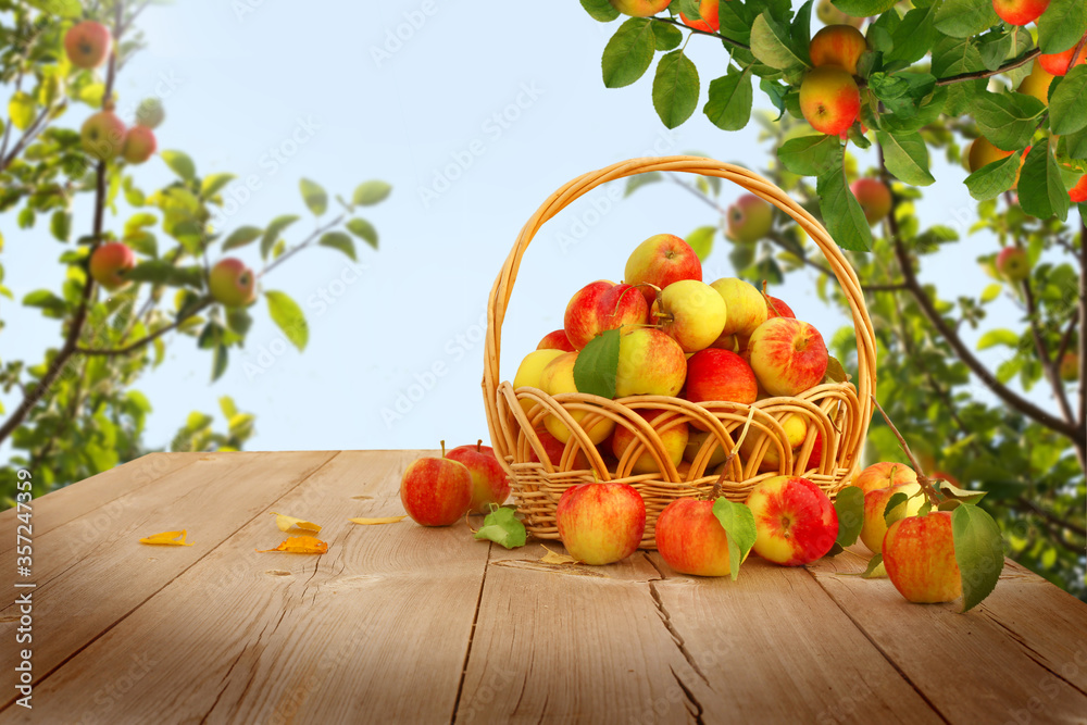 Fresh  apples in basket on wooden table.Autumn garden.