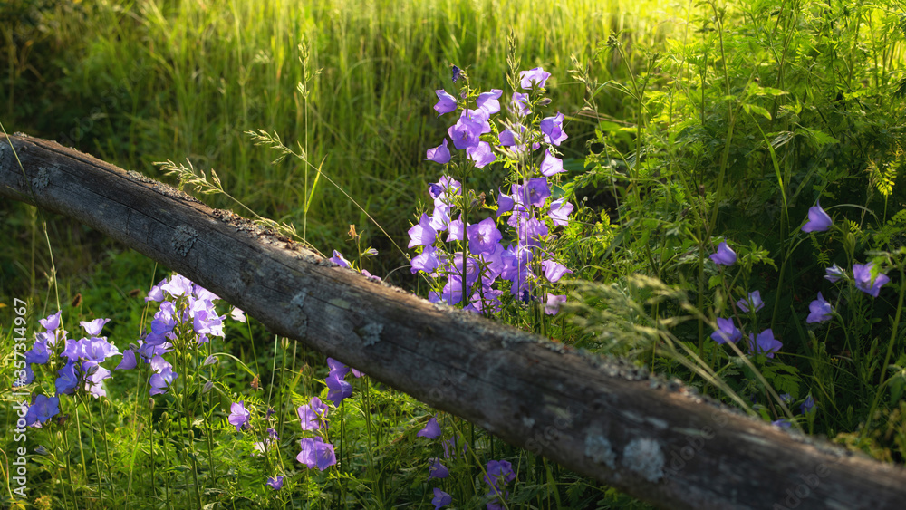 Glockenblume