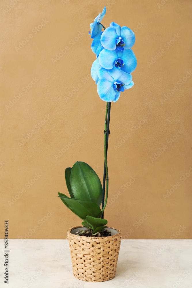 Beautiful orchid plant on table