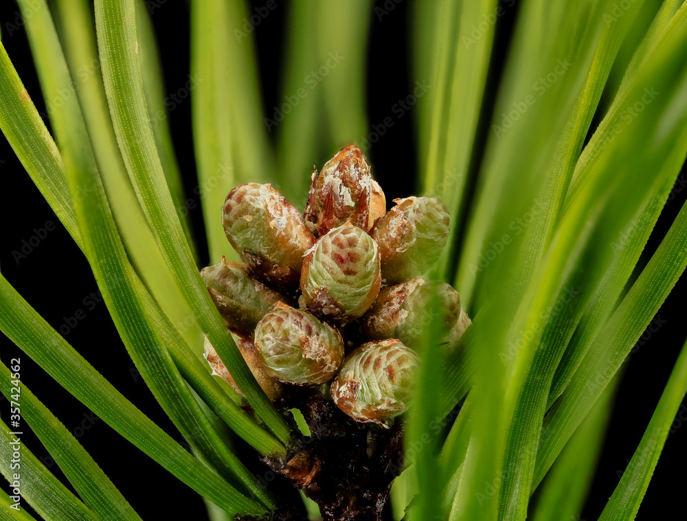 弗吉尼亚松，微球果，贝尔茨维尔，花卉和植物黑色背景上的宏观材料