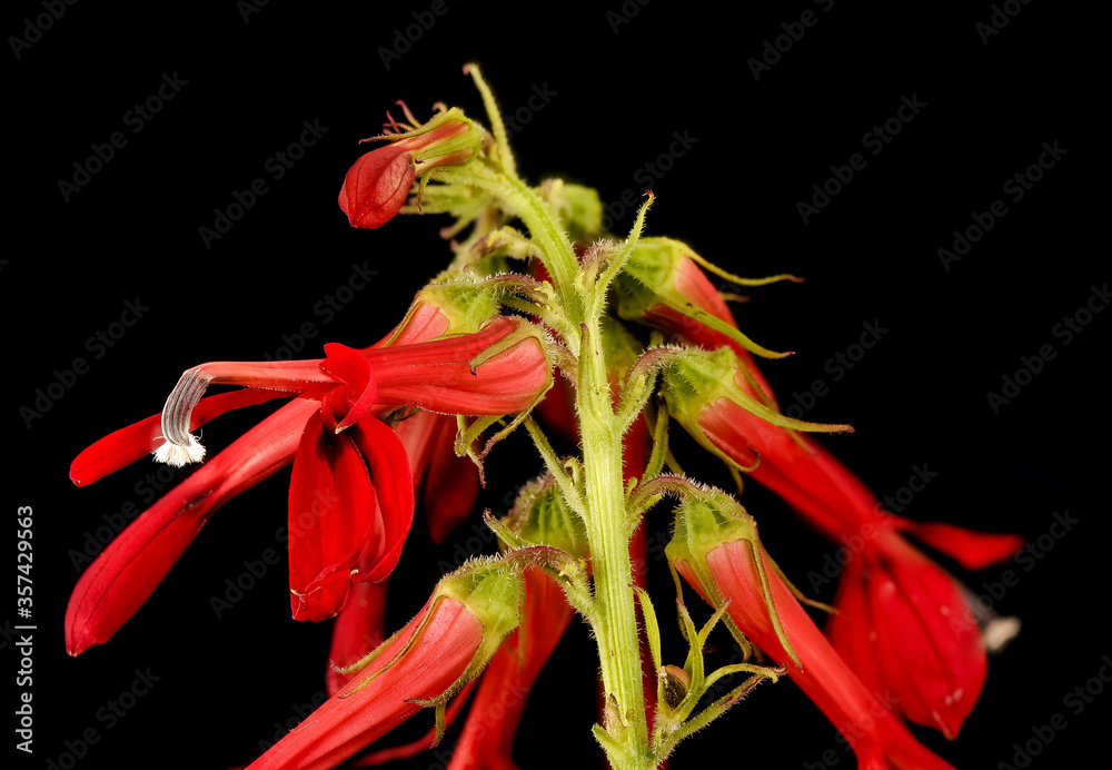 Lobelia cardinalis，Cardinal Flower，花和植物黑色背景上的宏观材料