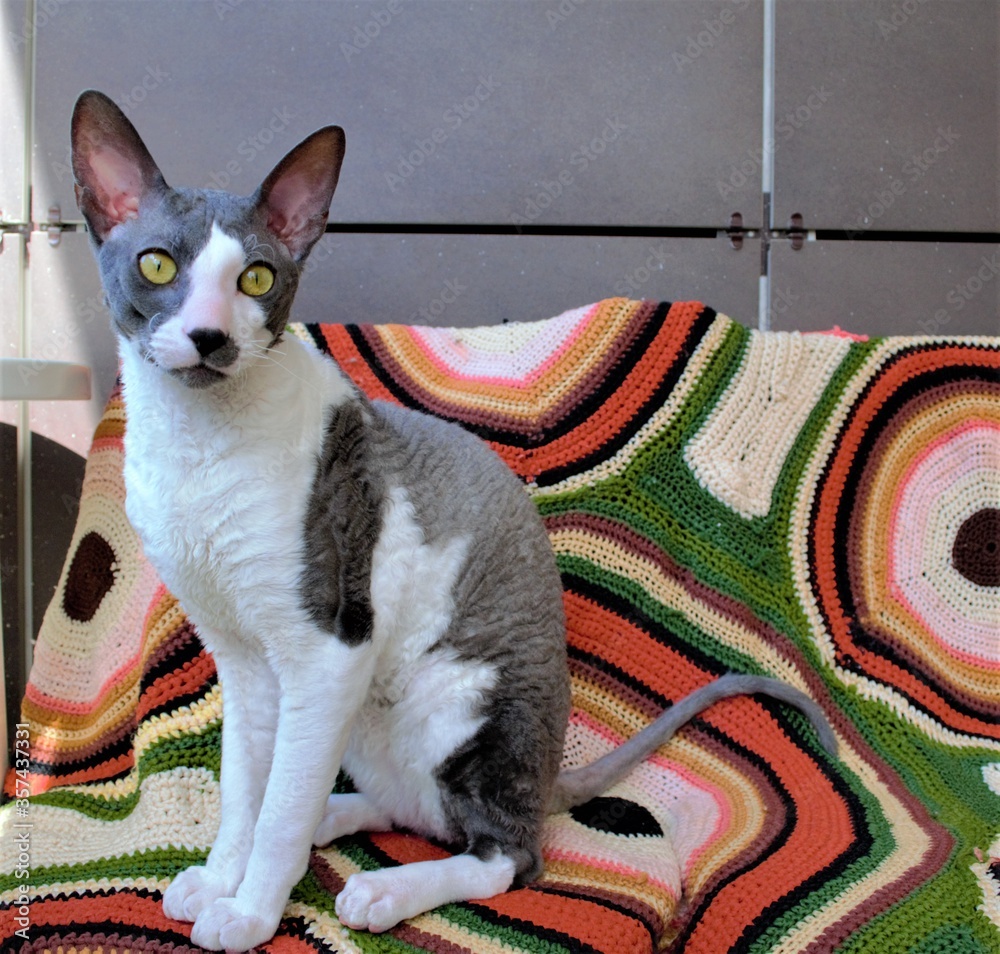 Composition in the home interior. White-gray kitten Cornish Rex and a bright plaid