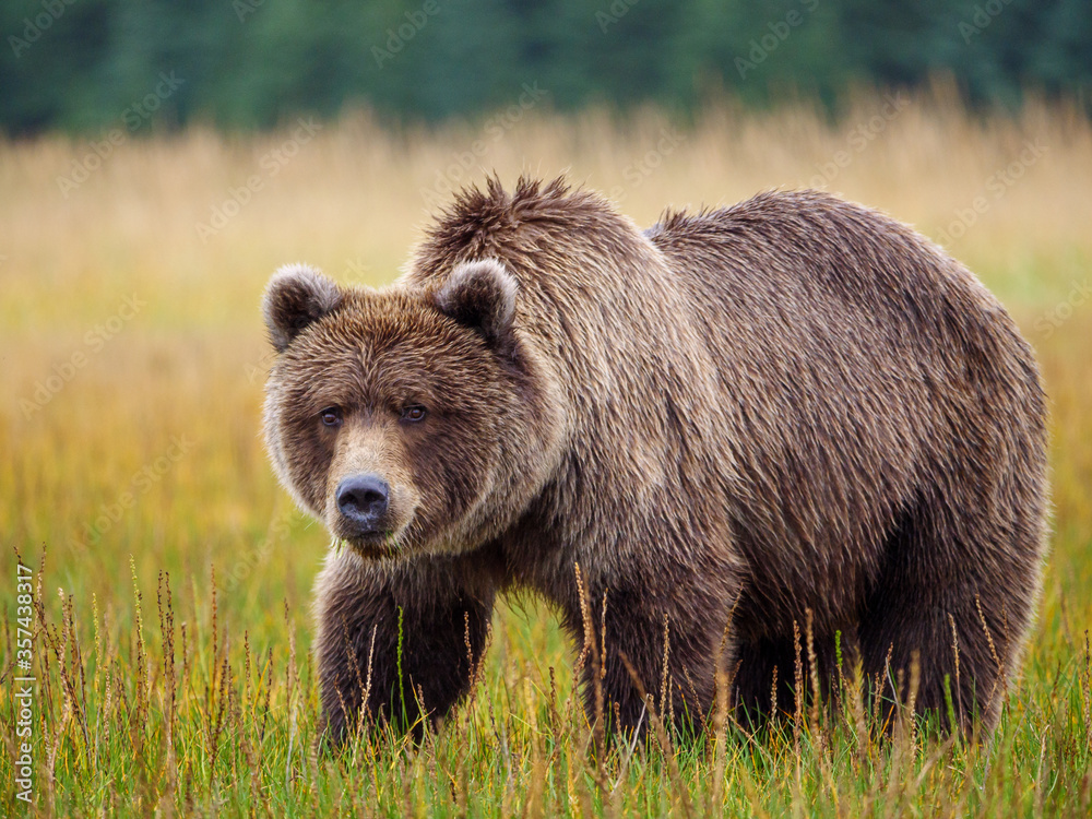 海岸棕熊，也被称为灰熊（Ursus Arctos）。阿拉斯加中南部。美国o