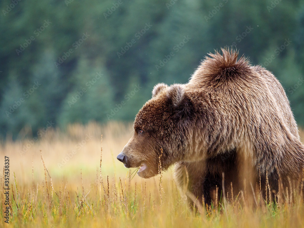 海岸棕熊，也被称为灰熊（Ursus Arctos）。阿拉斯加中南部。美国o