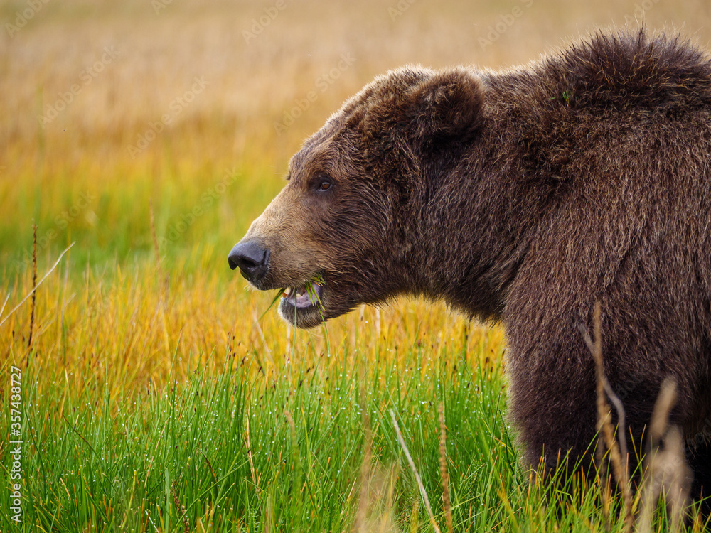 海岸棕熊，也被称为灰熊（Ursus Arctos）。阿拉斯加中南部。美国o