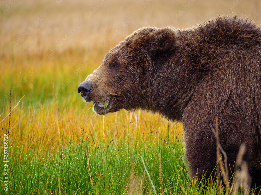 Coastal brown bear, also known as Grizzly Bear (Ursus Arctos). South Central Alaska. United States o