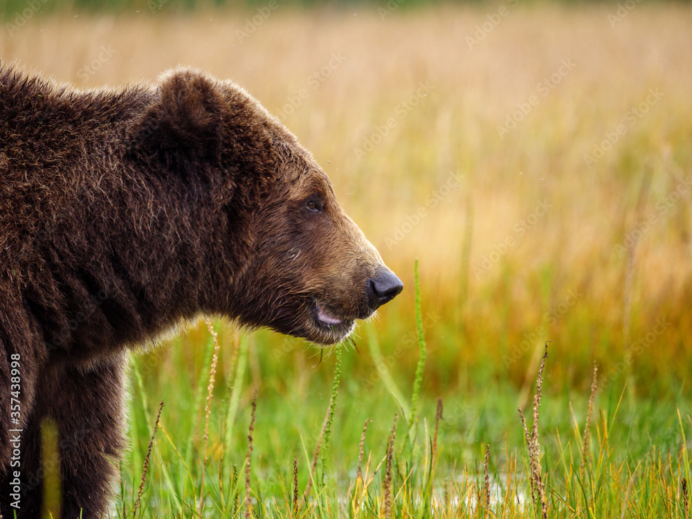 海岸棕熊，也被称为灰熊（Ursus Arctos）。阿拉斯加中南部。美国o