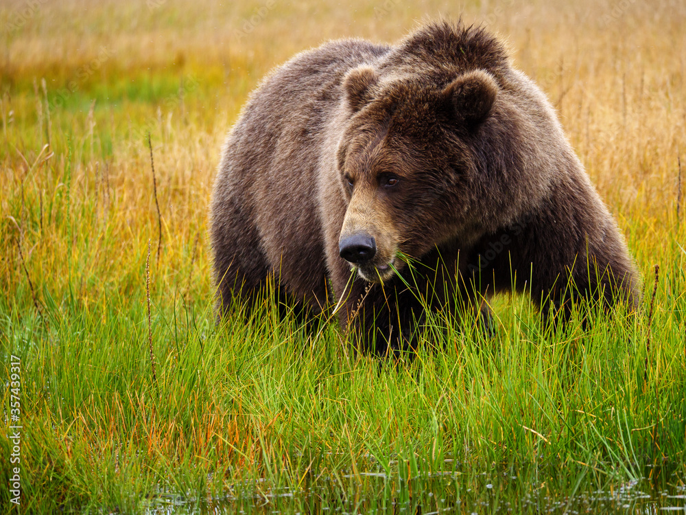 海岸棕熊，也被称为灰熊（Ursus Arctos）。阿拉斯加中南部。美国o