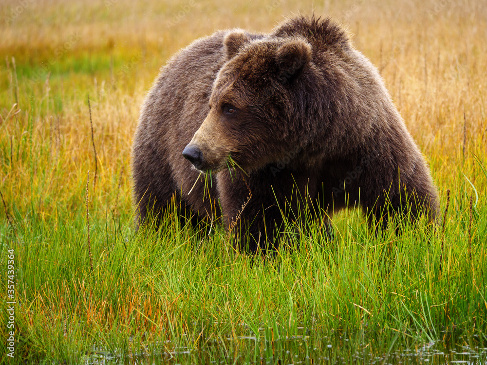 海岸棕熊，也被称为灰熊（Ursus Arctos）。阿拉斯加中南部。美国o