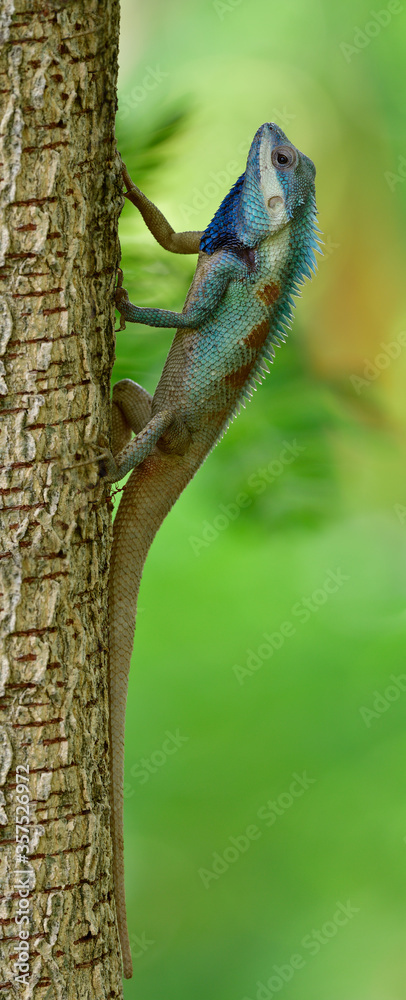 蓝冠蜥蜴（Calotes mystaceus）栖息在树上的变色爬行动物，最令人惊叹的热带