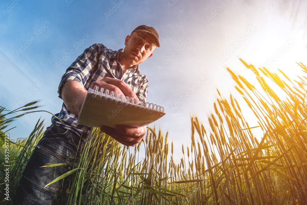 male agronomist in cap takes notes in a notebook on a green agricultural field of wheat