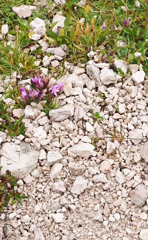 Mountain stones (limestone) and flowers breaking through them