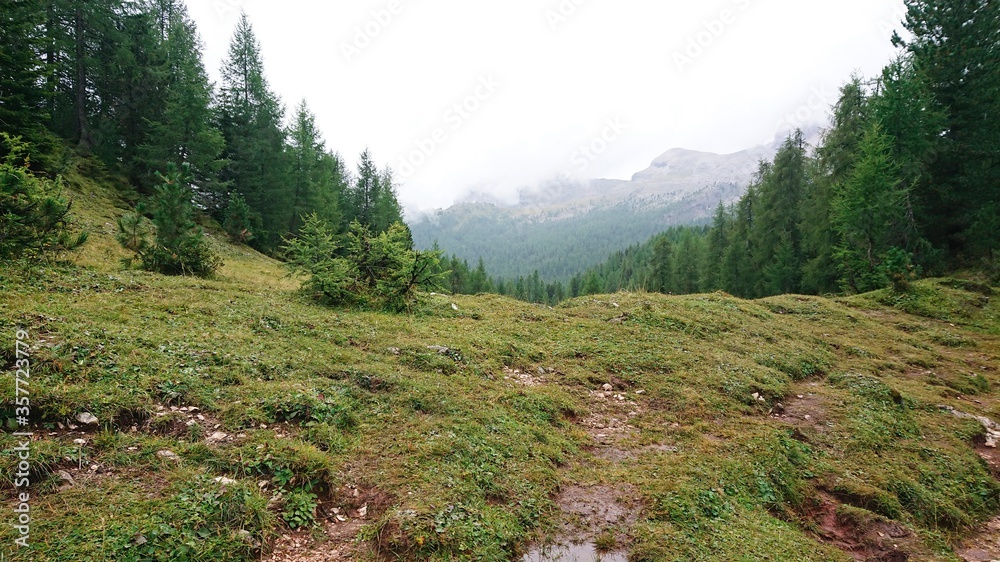 大雨后的阿尔卑斯山景观。粘土中的水坑，潮湿的草地，明亮的绿色云杉树和mo