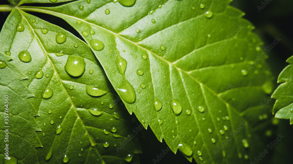 Beautiful water droplet on fresh green leaves.