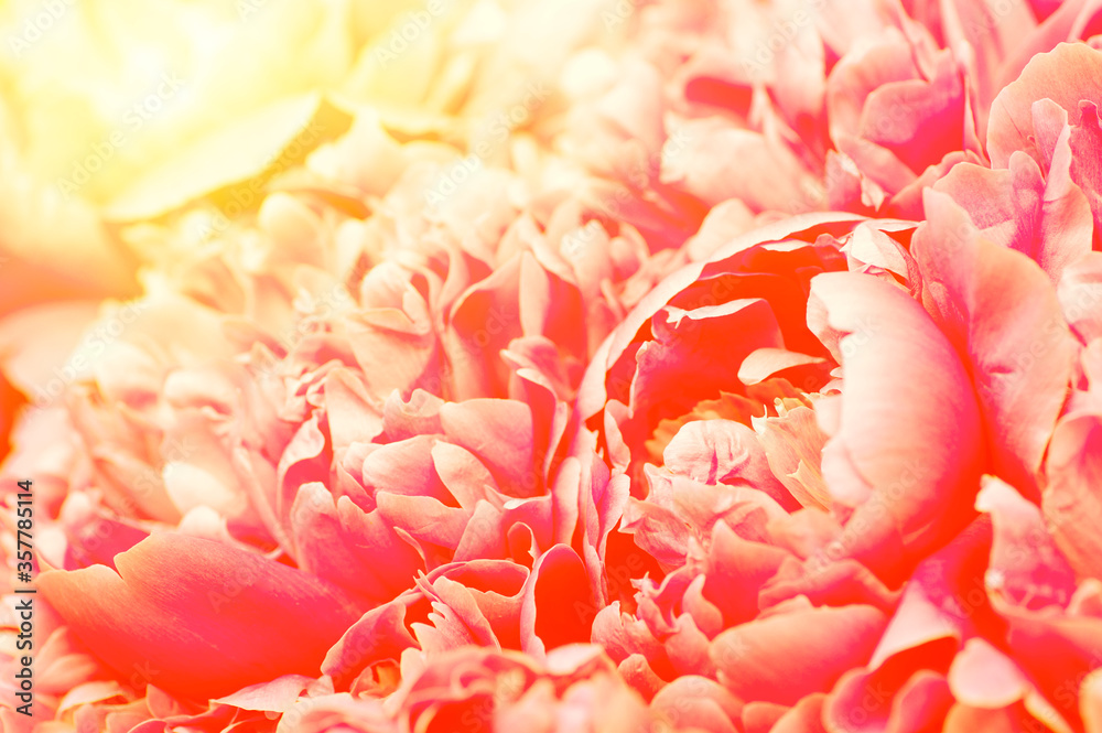 Beautiful flower background