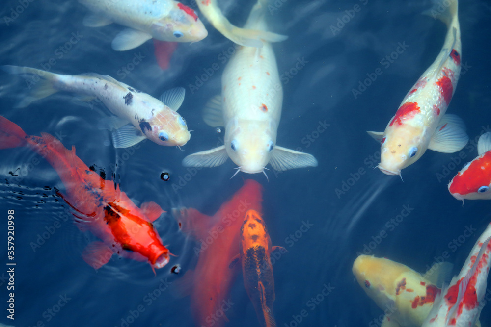 Beautiful photo of sacred carp