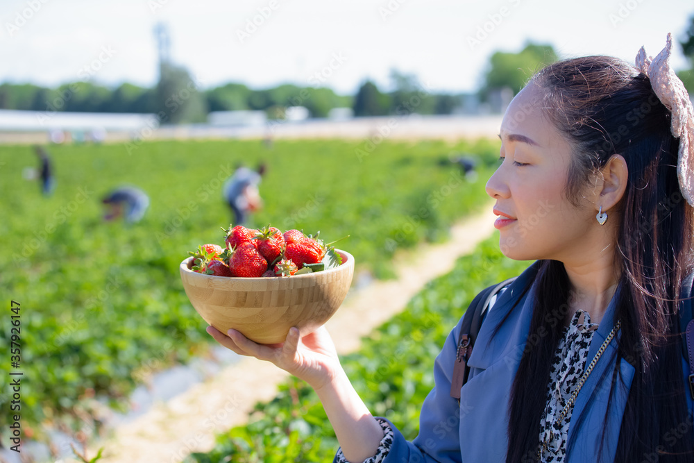 美丽的女人正在果园里摘草莓。新鲜成熟的有机草莓在