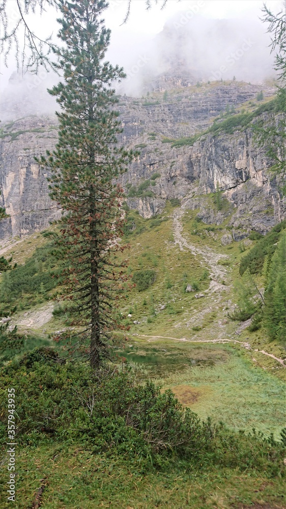 阿尔卑斯山景观。茂密的绿色植被、高大的针叶树和灰色白云石背景