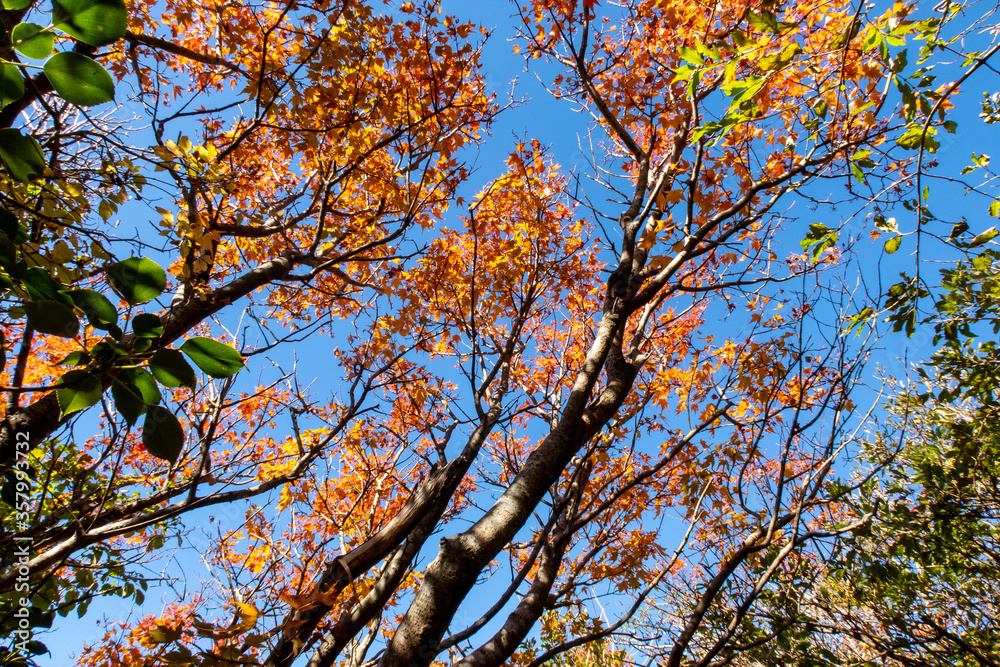 Orange autumn forest with japanese maple trees branches in blue sky background in Unzen-Amakusa Nati