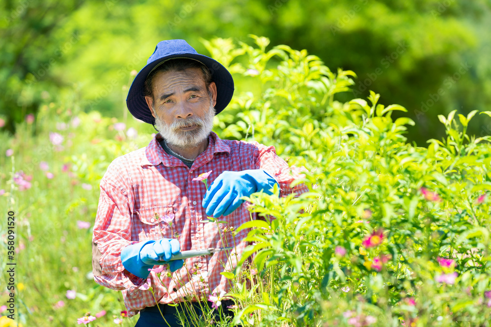 老人在家里的花园里从树上割下干芽，复制空间。