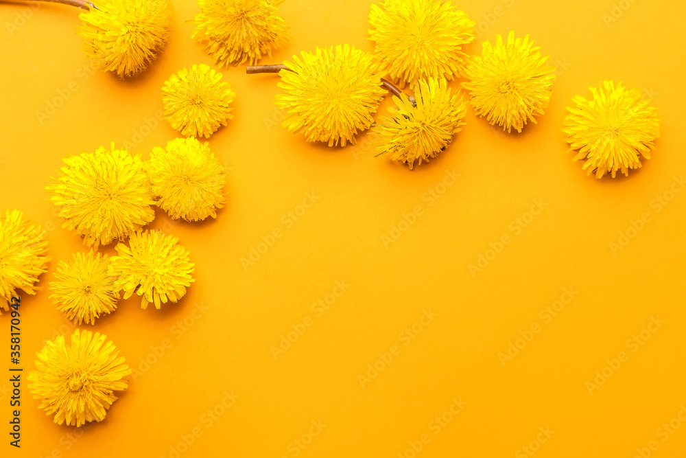 Beautiful dandelions on color background