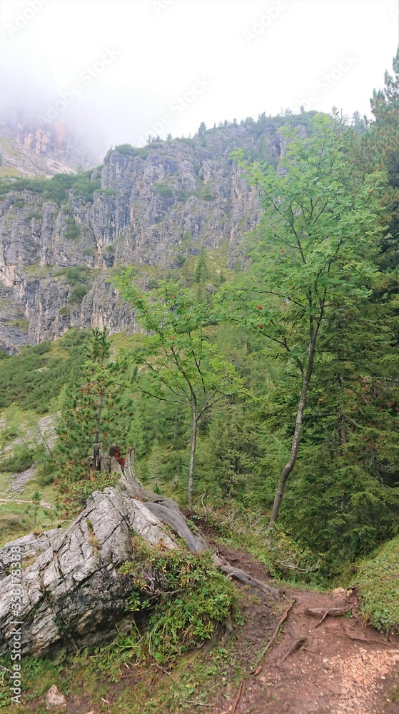 Bright green alpine forest and a large boulder. In the background a gray mass of rocks in the fog