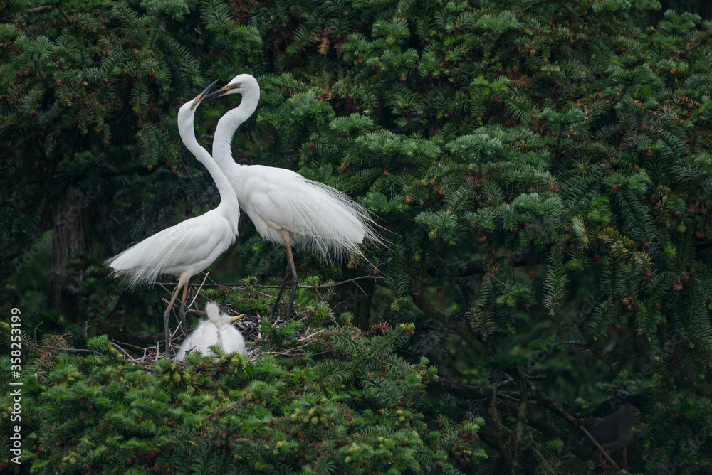 Great Egret nest with young chicks