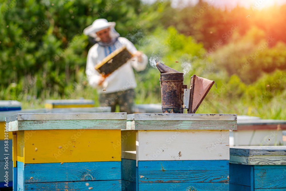 Beekeeper is working with bees and beehives on the apiary.