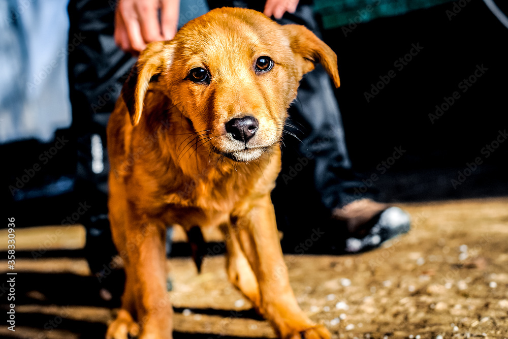 mans hand stroking the abandoned dog