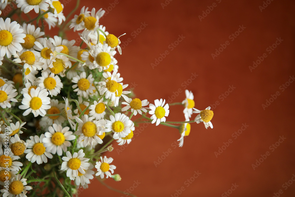 美丽的洋甘菊，彩色背景，特写