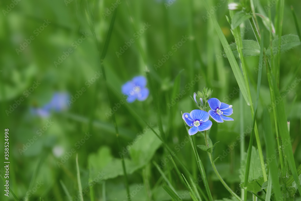 五颜六色的花。阳光明媚的夏天或春天花园里的花。明信片美容装饰用的花