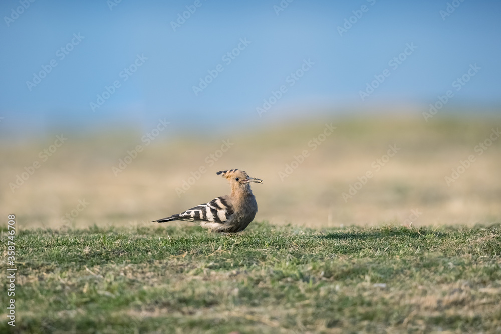 欧亚Hoopoe on field