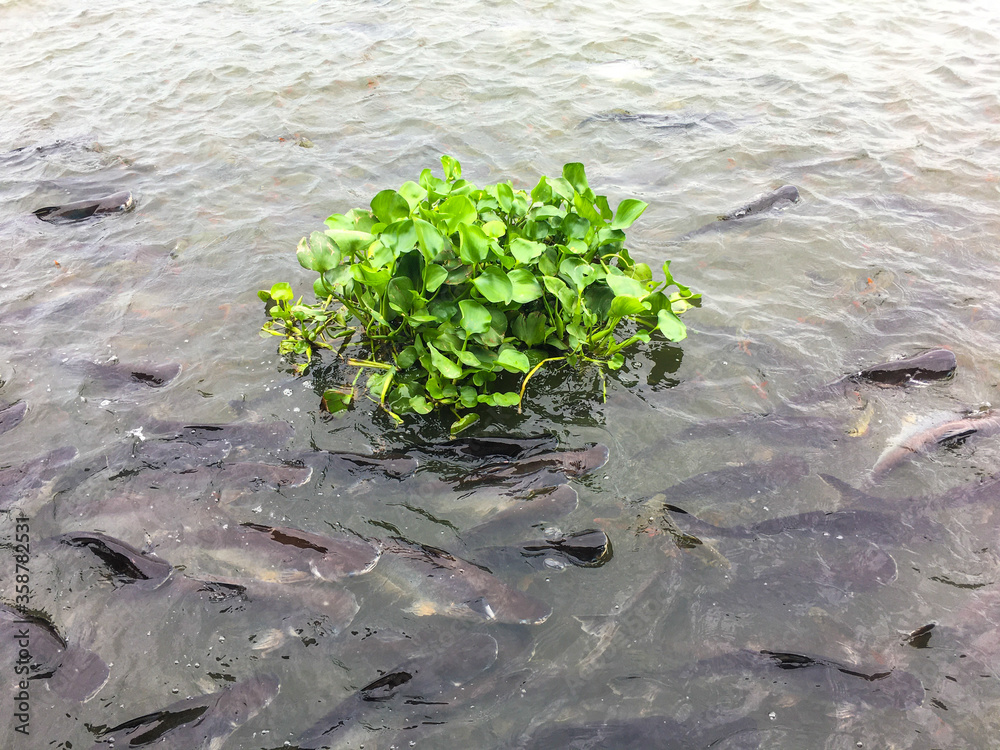 水葫芦植物和鱼漂浮在河里。