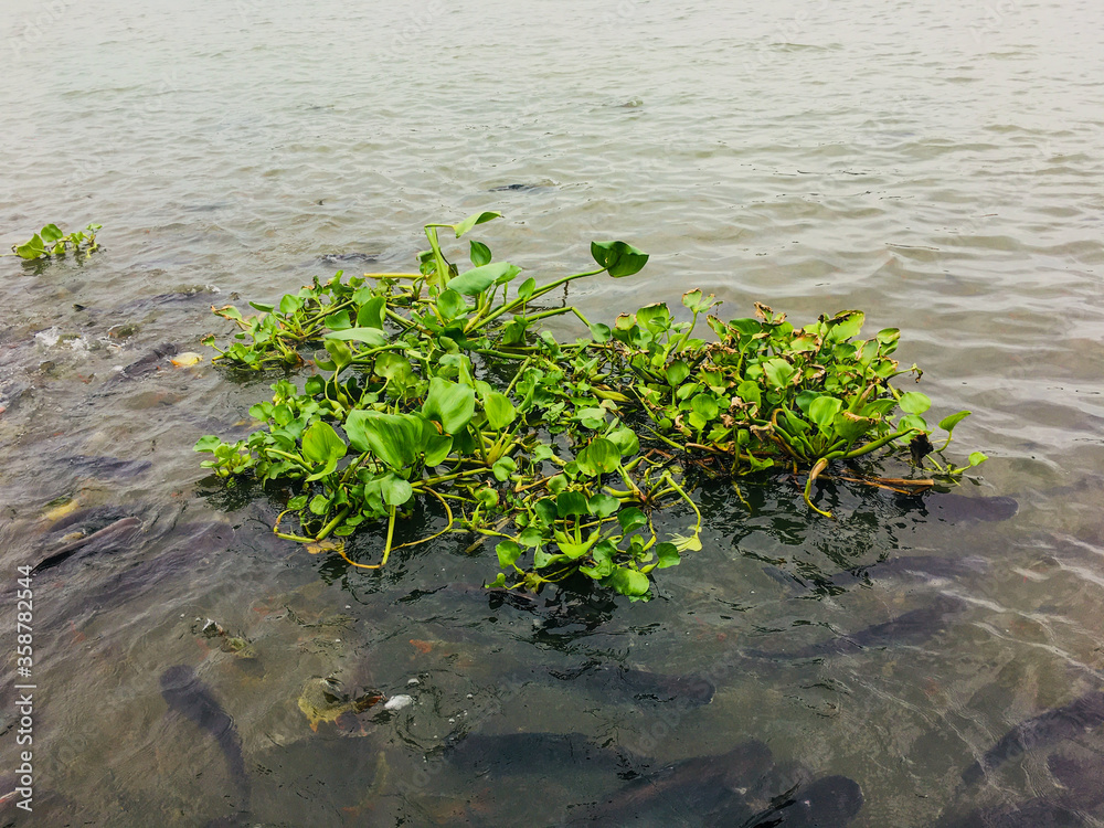 水葫芦植物和鱼漂浮在河里。