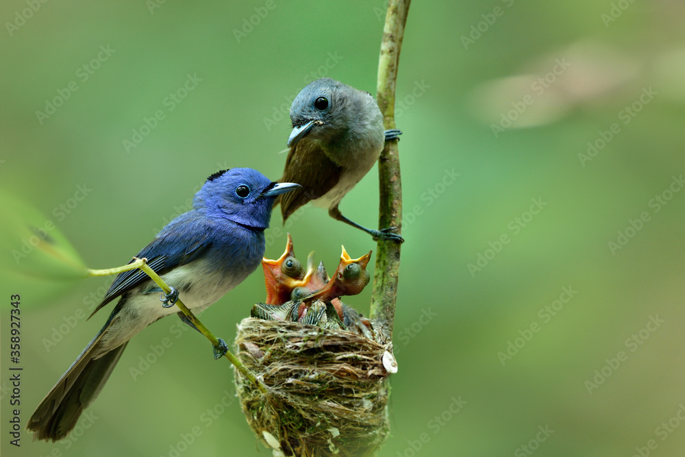 Warm family of black-naped monarch or blue flycatcher (Hypothymis azurea) with new fledged chicks fr