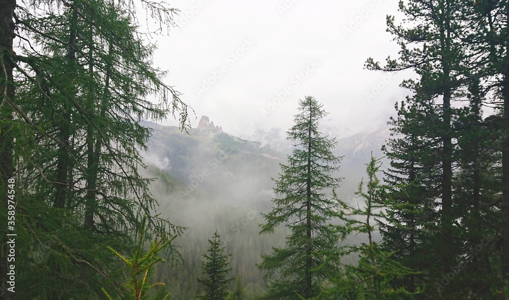 High coniferous forest in the Dolomites of Italy. In the background mountains in dense gray fog