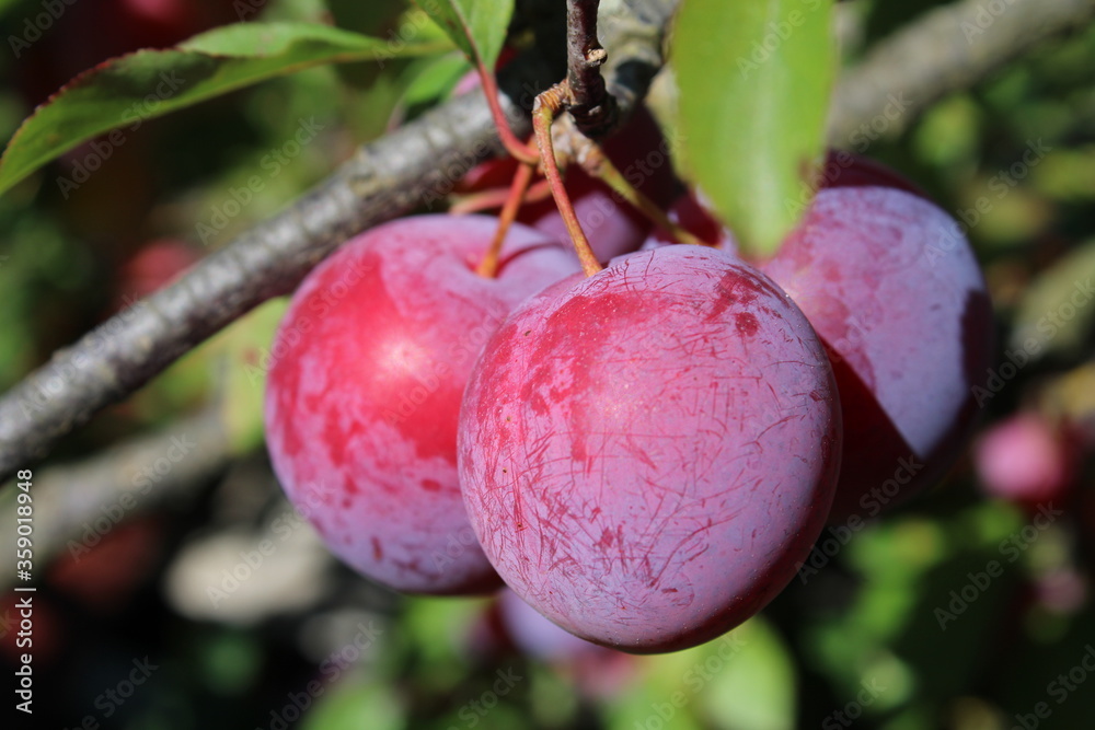 梅树上未成熟的普通李子（Prunus domestica）果实