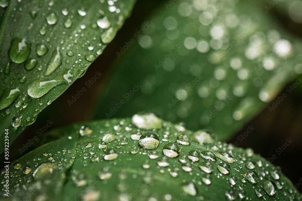 雨滴落在铃兰的绿叶上。大自然中的雨。特写选择性聚焦，模糊ba