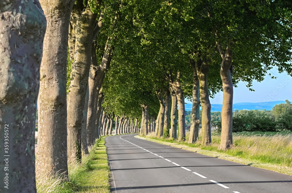 Beautiful sycamore trees alley and road in summer, Southern France
