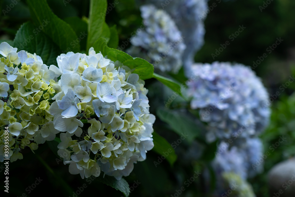 日本蓝绣球花特写