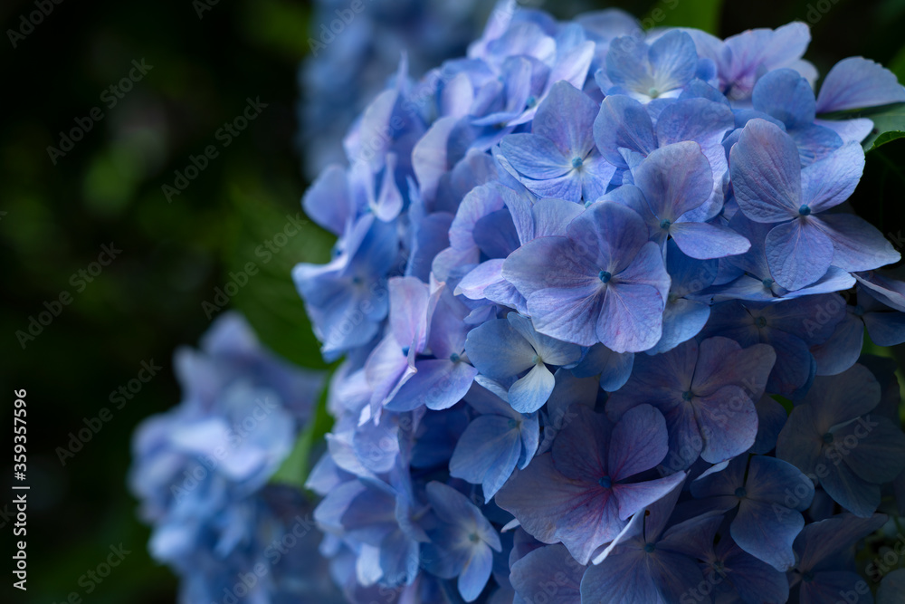 日本蓝绣球花特写