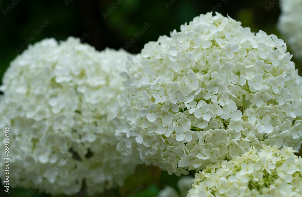 日本白色绣球花特写