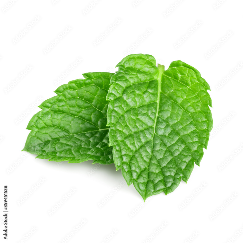 Fresh two leaves of mint