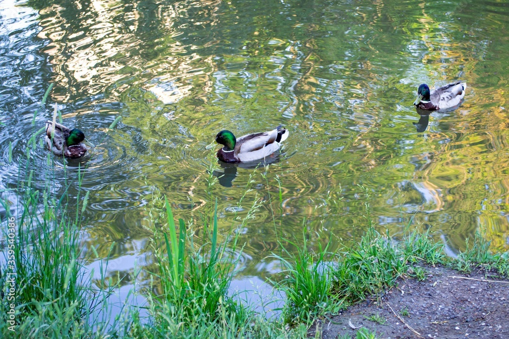 ducks in the lake