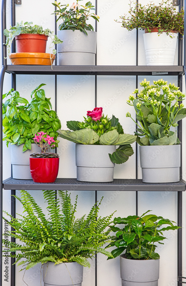 flower pots on the balcony