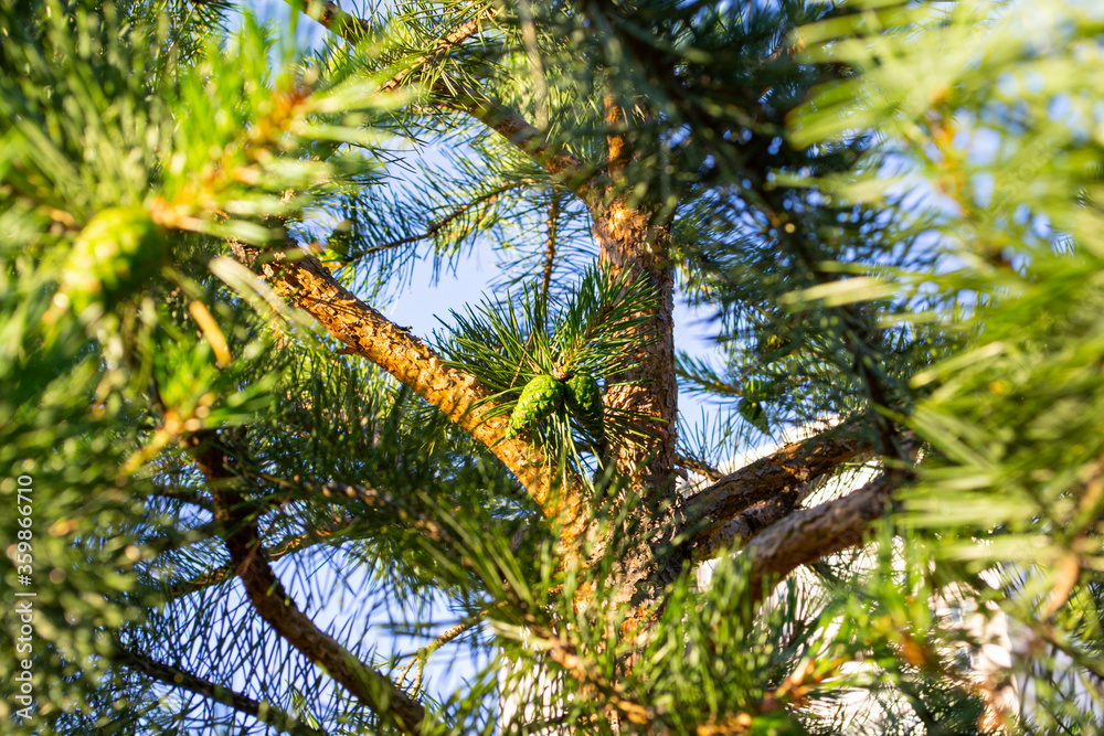 Two small fresh bumps in the thick of the crown of a pine tree (in focus), in the natural evening li