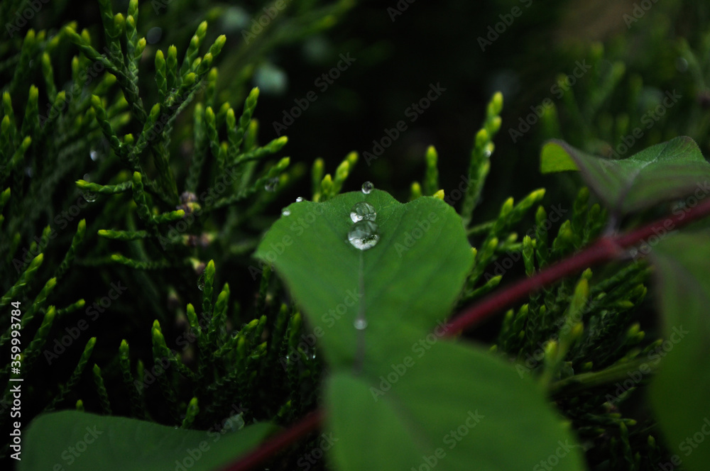 树叶上的雨滴