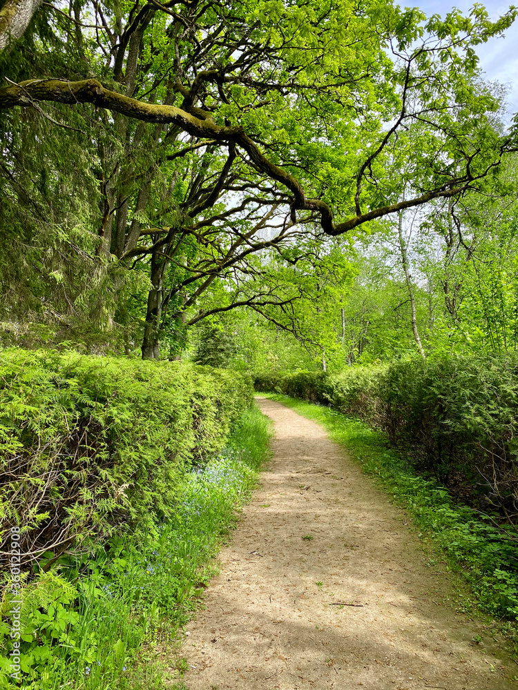 beauriful summer forest