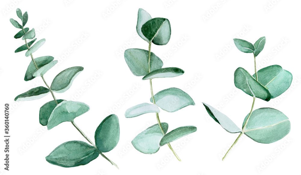 watercolor drawing set of eucalyptus leaves. eucalyptus leaves isolated on white background. Design 